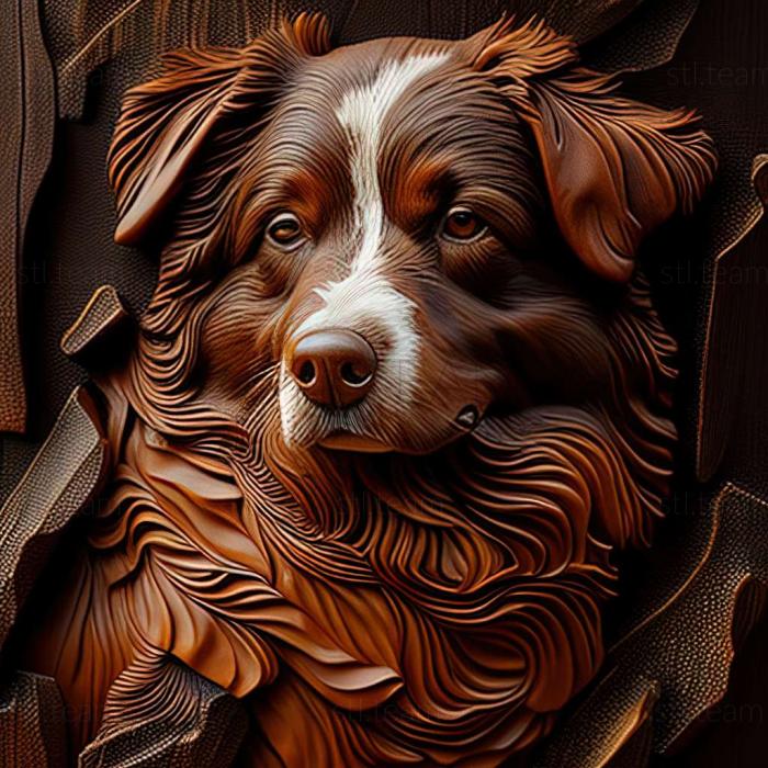 Animals Australian Shepherd dog